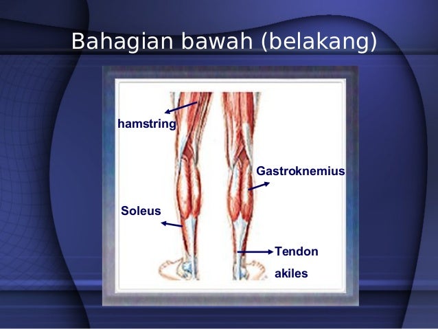 3 Sistem Otot Tingkatan 4