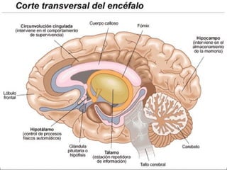 3   sistema nervioso version 2