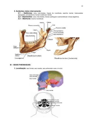 2. Acidentes vistos internamente:
         2.1 – Saliências: linha milo-hióidea, língula da mandíbula, espinha mental, tuberosidade
          pterigóidea, protuberância mental e tubérculo mental.
          2.2 – Depressões: sulco milo-hióideo, fóveas sublingual e submandibular e fossa digástrica.
          2.3 – Aberturas: forame mandibular.




III – SEIOS PARANASAIS:

    1. Localização: seio frontal, seio maxilar, seio esfenoidal e seio etmoidal.
 