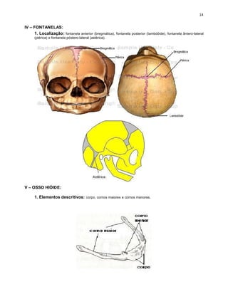 IV – FONTANELAS:
     1. Localização: fontanela anterior (bregmática), fontanela posterior (Iambdóide), fontanela ântero-lateral
      (ptérica) e fontanela póstero-lateral (astérica).




V – OSSO HIÓIDE:

      1. Elementos descritivos: corpo, cornos maiores e cornos menores.
 