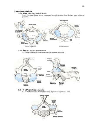5. Vértebras cervicais:
     5.1 – Atlas: é a primeira vértebra cervical.
            5.1.1 – Particularidades: forame transverso, tubérculo anterior, fóvea dentis e arcos anterior e
            posterior.




      5.2 – Áxis: é a segunda vértebra cervical.
            5.2.1 – Particularidades: forame transverso e processo odontóide.




      5.3 – 3º à 6º vértebras cervicais:
            5.3.1 – Particularidades: forame transverso. O processo espinhoso é bífido.
 