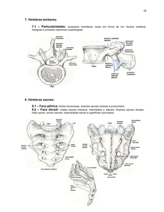 7. Vértebras lombares:

     7.1 – Particularidades: processos mamilares, corpo em forma de rim, forame vertebral
     triangular e processo espinhoso quadrangular.




8. Vértebras sacrais:

     8.1 – Face pélvica: linhas transversas, forames sacrais ventrais e promontório.
     8.2 – Face dorsal: cristas sacrais mediana, intermédias e laterais, forames sacrais dorsais,
     hiato sacral, cornos sacrais, tuberosidade sacral e superfícies auriculares.
 