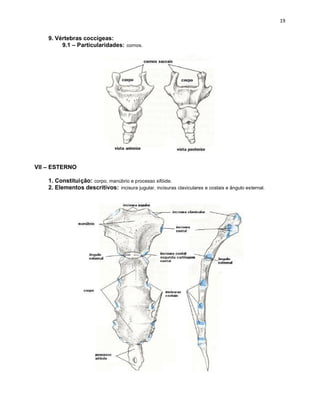 9. Vértebras coccígeas:
         9.1 – Particularidades: cornos.




VII – ESTERNO

    1. Constituição: corpo, manúbrio e processo xifóide.
    2. Elementos descritivos: incisura jugular, incisuras claviculares e costais e ângulo esternal.
 