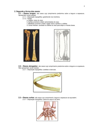 2. Segundo a forma dos ossos:
     2.1 – Ossos longos: são ossos cujo comprimento predomina sobre a largura e espessura.
     Apresentam canal medular.
          2.1.1 – Disposição topográfica: geralmente nos membros.
          2.1.2 – Partes:
                 a. Diáfise: corpo do osso.
                 b. Epífise proximal e distal: extremidades do osso.
                 c. Metáfises proximal e distal: região entre a epífise e a diáfise.
                 d. Canal medular: cavidade na diáfise do osso para alojar a m edula óssea.




     2.2 – Ossos alongados: são ossos cujo comprimento predomina sobre a largura e a e spessura.
     Não apresentam canal medular.
          2.2.1 – Disposição topográfica: costelas e clavícula.




     2.3 – Ossos curtos: são ossos cujo comprimento, largura e espessura se equivalem.
           2.3.1 – Disposição topográfica: ossos do carpo e do tarso.
 