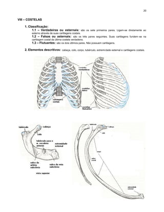 VIII – COSTELAS

    1. Classificação:
         1.1 – Verdadeiras ou esternais: são os sete primeiros pares. Ligam-se diretamente ao
          esterno através de suas cartilagens costais.
          1.2 – Falsas ou asternais: são os três pares seguintes. Suas cartilagens fundem -se na
          cartilagem costal da última costela verdadeira.
          1.3 – Flutuantes: são os dois últimos pares. Não possuem cartilagens.

    2. Elementos descritivos: cabeça, colo, corpo, tubérculo, extremi dade esternal e cartilagens costais.
 
