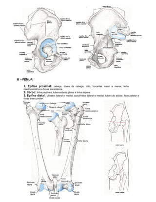 III – FÊMUR

    1. Epífise proximal: cabeça, fóvea da cabeça, colo, trocanter maior e menor, linha
    intertrocantérica e fossa trocantérica.
    2. Corpo: linha pectínea, tuberosidade glútea e linha áspera.
    3. Epífise distal: côndilos lateral e medial, epicôndilos lateral e medial, tubérculo adutor, face patelar e
    fossa intercondilar.
 