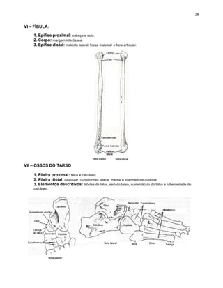 VI – FÍBULA:

    1. Epífise proximal: cabeça e colo.
    2. Corpo: margem interóssea.
    3. Epífise distal: maléolo lateral, fossa maleolar e face articular.




VII – OSSOS DO TARSO

    1. Fileira proximal: tálus e calcâneo.
    2. Fileira distal: navicular, cuneiformes lateral, medial e intermédio e cubóide.
    3. Elementos descritivos: tróclea do tálus, seio do tarso, sustentáculo do tálus e tuberosidade do
    calcâneo.
 