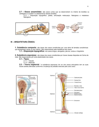 2.7 – Ossos sesamóides: são ossos curtos que se desenvolvem no interior de tendões ou
          cartilagens e auxiliam no deslizamento desses tendões.
                 2.7.1 – Disposição topográfica: patela, articulação metacarpo- falangiana e metatarso-
                 falangiana.




III – ARQUITETURA ÓSSEA:


    1. Substância compacta: são áreas dos ossos constituídas por uma série de lamelas concêntricas
    que apresentam canas no seu interior. São responsáveis pela resistência dos ossos.
          1.1 – Disposição topográfica: nos ossos longos, alongados, pla nos, curtos e irregulares.

    2. Substância esponjosa: são áreas dos ossos constituídas por traves ósseas dispostas em forma de
    rede. São responsáveis por certa elasticidade dos ossos.
          2.1 – Tipos:
                2.1.1 – Tubular.
                2.1.2 – Reticular.
          2.2 – Teoria trajetorial: “a substância esponjosa de um dos ossos articulados tem as suas
          traves ósseas alteradas conforme a mudança da pressão exercida pelo outro osso”.
 