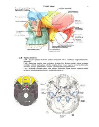 2.3 – Norma inferior:
     2.3.1 – Suturas: palatina mediana, palatina transversa, esfeno-escamosa, occipitomastóidea e
     lambdóide.
     2.3.2 – Saliências: espinha nasal posterior e do esfenóide, lâminas medial e lateral, processo
     mastóide, estilóide e pterigóide, côndilo occ ipital, linhas nucais superior e inferior, tubérculos
     articular e faríngeo, protuberância occipital externa e crista occipital externa.
     2.3.3 – Aberturas: forames magno, oval, láscero, espinhoso, jugular, incisivo e palatino maior,
     canais do hipoglosso e pterigóideo e poro acústico externo.
 