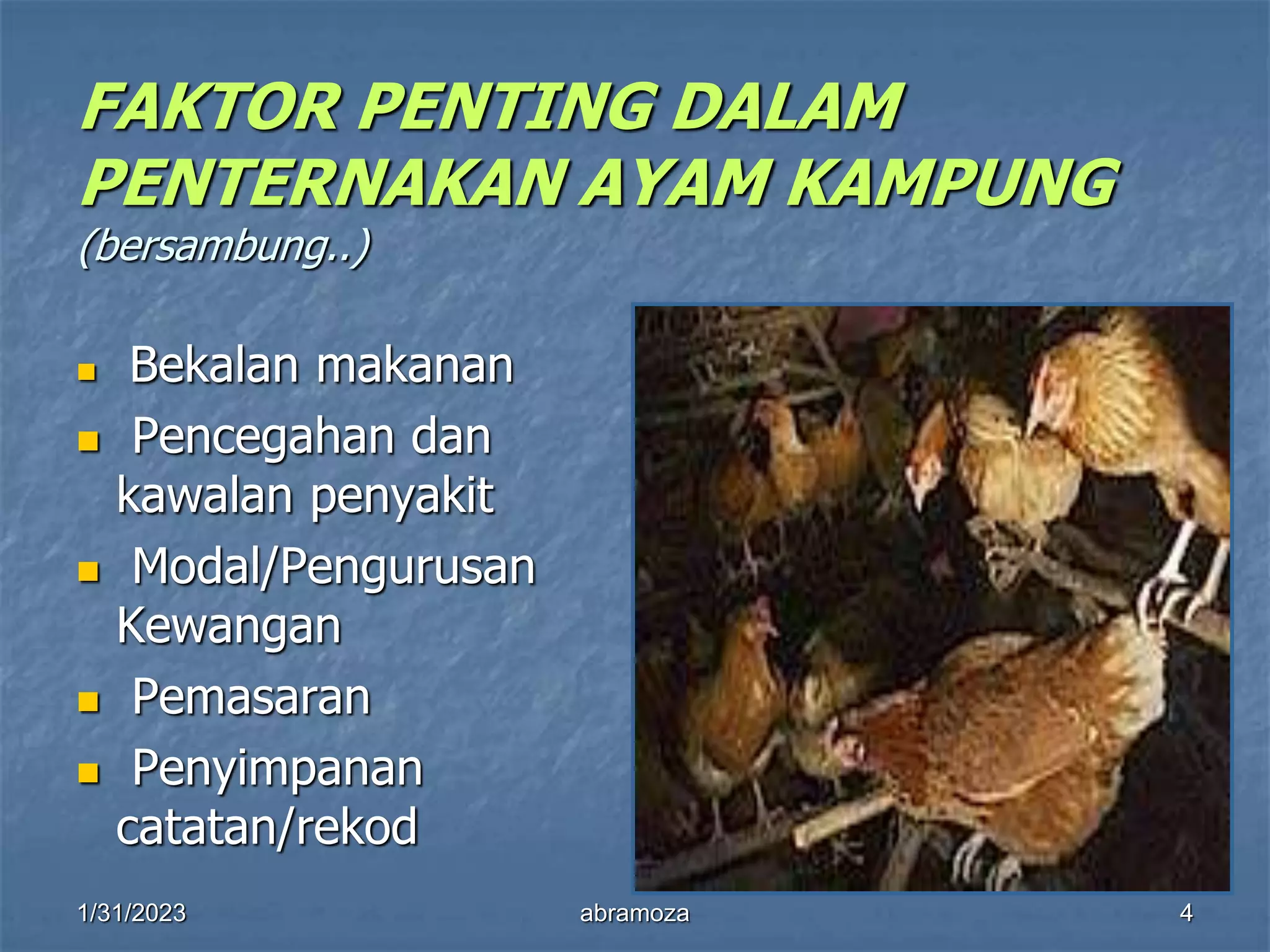 Mengenal Sistem Pemeliharaan Ayam Ras di Desa Cikoneng