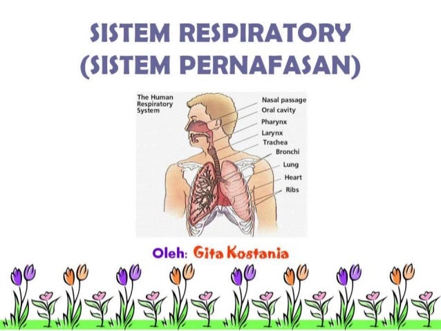 Sistem Respirasi (Sistem Pernafasan Manusia)