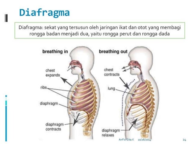 Sekat Antara Rongga Dada Dan Rongga Perut Disebut Coba Sebutkan Sekat Antara Rongga Dada Dan Rongga Perut Disebut Coba Sebutkan