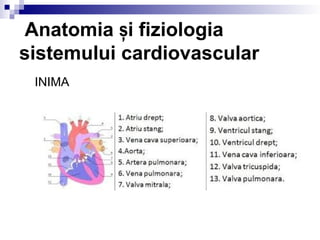 3-Sistemul-Cardio-Vascular.ppt Anatomia și fiziologia sistemului ...