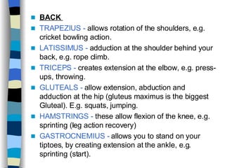 BACK  TRAPEZIUS -  allows rotation of the shoulders, e.g. cricket bowling action. LATISSIMUS -  adduction at the shoulder behind your back, e.g. rope climb. TRICEPS -  creates extension at the elbow, e.g. press-ups, throwing. GLUTEALS -  allow extension, abduction and adduction at the hip (gluteus maximus is the biggest Gluteal). E.g. squats, jumping. HAMSTRINGS -  these allow flexion of the knee, e.g. sprinting (leg action recovery) GASTROCNEMIUS -  allows you to stand on your tiptoes, by creating extension at the ankle, e.g. sprinting (start). 