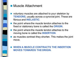 Muscle Attachment voluntary muscles are attached to your skeleton by  TENDONS , usually across a synovial joint. These are fibrous and  INELASTIC .   the point where the muscle tendon attaches to the fixed or stationary bone is called the  ORIGIN. the point where the muscle tendon attaches to the moving bone is called the  INSERTION . as muscles contract they shorten. This makes the joint move.  WHEN A MUSCLE CONTRACTS THE INSERTION MOVES TOWARDS THE   ORIGIN. 