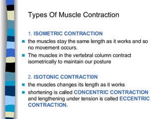 Types Of Muscle Contraction  1.  ISOMETRIC CONTRACTION   the muscles stay the same length as it works and so no movement occurs. The muscles in the vertebral column contract isometrically to maintain our posture  2.  ISOTONIC CONTRACTI0N the muscles changes its length as it works shortening is called  CONCENTRIC CONTRACTION  and lengthening under tension is called  ECCENTRIC CONTRACTION. 