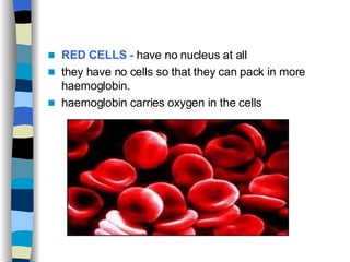 RED CELLS -  have no nucleus at all they have no cells so that they can pack in more haemoglobin. haemoglobin carries oxygen in the cells 