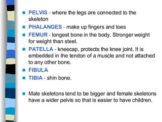 PELVIS  -  where the legs are connected to the skeleton  PHALANGES  -  make up fingers and toes  FEMUR  -  longest bone in the body. Stronger weight for weight than steel. PATELLA  -  kneecap, protects the knee joint. It is embedded in the tendon of a muscle and not attached to any other bone. FIBULA TIBIA  -  shin bone. Male skeletons tend to be bigger and female skeletons have a wider pelvis so that is easier to have children.  