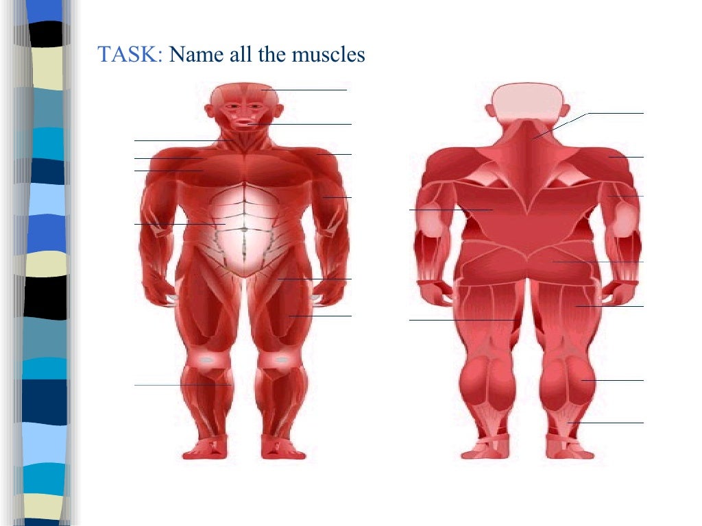 3 Skeleton, Joints, Muscles, Circulatory + Respiratory Sys