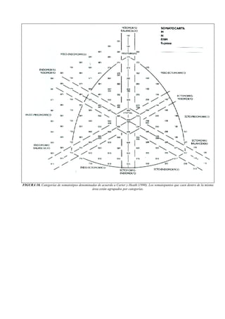 FIGURA 10. Categorías de somatotipos denominadas de acuerdo a Carter y Heath (1990). Los somatopuntos que caen dentro de la misma
área están agrupados por categorías.
 