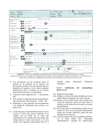 FIGURA 2. Cálculos del somatotipo antropométrico para el sujeto B, utilizando la planilla proforma de registro.
Perímetro del bíceps en cm corregido por la adiposidad, sustrayendo el valor del pliegue triccipital, exopresando en cm. Perímetro de la
pantorrilla corregido por la adiposidad, sustrayendo el valor del pliegue de pantorrilla, expresado en cm.
• Las desviaciones de las columnas hacia la
derecha de la columna de la estatura son
desviaciones positivas. Las desviaciones hacia la
izquierda son negativas. (Los valores marcados
directamente bajo la columna de la estatura
tienen desviación cero y son ignorados).
• Calcular la suma algebraica de +/- desviaciones
(D).
• Para calcular la clasificación del mesomorfismo,
usar esta fórmula: Mesomorfismo = (D/8) + 4.0
• Redondear el valor obtenido del mesomorfismo
a la unidad de calificación más cercana a un
medio (1/2).
(x) En la línea para el mesomorfismo marcar con un
círculo el valor más cercano obtenido en el
número (ix) de arriba. (Si el valor está
exactamente en la mitad entre dos puntos del
rating, marcar el valor más cercano a 4 en la
escala. Esta regresión conservadora hacia el 4
protege contra valoraciones falsamente
extremas).
2.1.1.3 Calificación del ectomorfismo
(pasos xi-xvi)
(xi) Registrar el peso (kg).
(xii) Obtener el valor de la altura dividida por la raíz
cúbica del peso. Registrar este valor cociente.
(xiii) Marcar con un círculo el valor más cercano en la
escala de altura/raíz cúbica del peso hacia la
derecha [ver la forma de leer la escala en el paso
anteriormente].
(xiv) En la línea para el ectomorfismo marcar con un
círculo el valor de la ectomorfia directamente
debajo del cociente altura/raíz cúbica del peso
marcado, por el paso xiii.
(xv) Ir hacia la parte inferior de la planilla proforma.
En la línea donde dice “somatotipo
antropométrico”, registrar las calificaciones
 