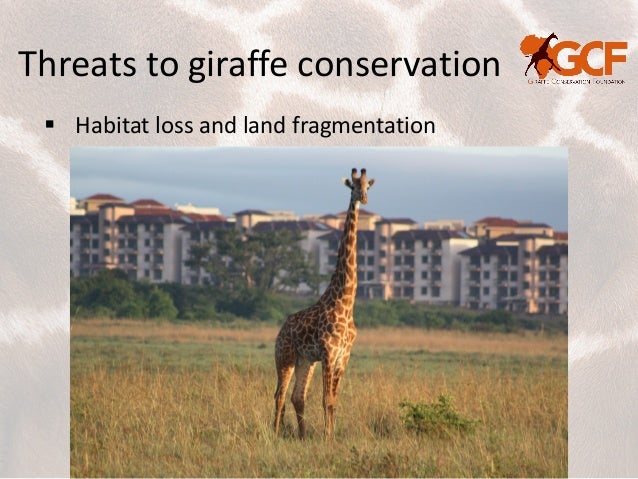 Threats To Giraffe Conservation Poaching And Snaring Threats To Giraffe Conservation Poaching And Snaring