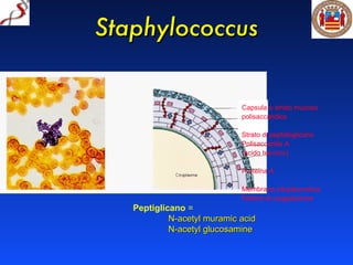 Staphylococcus Peptiglicano  = N-acetyl muramic acid N-acetyl glucosamine Capsula o strato mucoso polisaccaridico Strato di peptidoglicano Polisaccaride A (acido teicoico) Proteina A Membrana citoplasmatica Fattore di coagulazione 