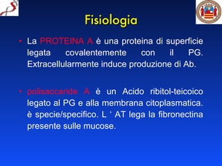 Fisiologia La  PROTEINA A  è una proteina di superficie legata covalentemente con il PG. Extracellularmente induce produzione di Ab.  polisaccaride A  è un Acido ribitol-teicoico legato al PG e alla membrana citoplasmatica. è specie/specifico. L ‘ AT lega la fibronectina presente sulle mucose. 
