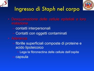 Ingresso di  Staph  nel corpo Desquamazione delle cellule epiteliali e loro inalazione contatti interpersonali Contatti con oggetti contaminati Aderenza fibrille superficiali composte di proteine e acido lipoteicoico Lega la fibronectina delle cellule dell’ospite capsula 