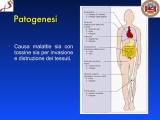 Patogenesi Causa malattie sia con tossine sia per invasione e distruzione dei tessuti. 