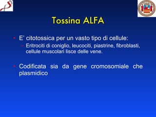 Tossina ALFA E’ citotossica per un vasto tipo di cellule: Eritrociti di coniglio, leucociti, piastrine, fibroblasti, cellule muscolari lisce delle vene. Codificata sia da gene cromosomiale che plasmidico 