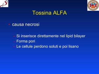 Tossina ALFA causa necrosi Si inserisce direttamente nel lipid bilayer Forma pori Le cellule perdono soluti e poi lisano 