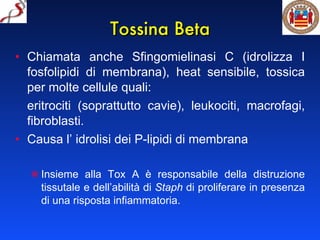 Tossina Beta Chiamata anche Sfingomielinasi C (idrolizza I fosfolipidi di membrana), heat sensibile, tossica per molte cellule quali: eritrociti (soprattutto cavie), leukociti, macrofagi, fibroblasti. Causa l’ idrolisi dei P-lipidi di membrana Insieme alla Tox A è responsabile della distruzione tissutale e dell’abilità di  Staph  di proliferare in presenza di una risposta infiammatoria.  