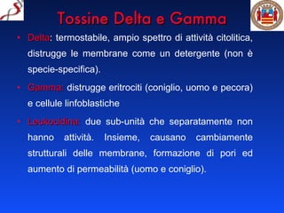 Tossine Delta e Gamma Delta : termostabile, ampio spettro di attività citolitica, distrugge le membrane come un detergente (non è specie-specifica). Gamma:  distrugge eritrociti (coniglio, uomo e pecora) e cellule linfoblastiche Leukocidina:  due sub-unità che separatamente non hanno attività. Insieme, causano cambiamente strutturali delle membrane, formazione di pori ed aumento di permeabilità (uomo e coniglio). 