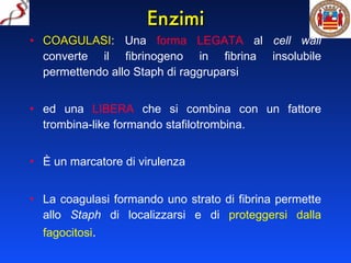 Enzimi COAGULASI : Una  forma LEGATA  al  cell wall  converte il fibrinogeno in fibrina insolubile permettendo allo Staph di raggruparsi ed una  LIBERA  che si combina con un fattore trombina-like formando stafilotrombina. È un marcatore di virulenza La coagulasi formando uno strato di fibrina permette allo  Staph  di localizzarsi e di  proteggersi dalla fagocitosi . 