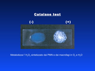 Catalase test (-)  (+) Metabolizza l’ H 2 O 2  sintetizzato dai PMN e dai macrofagi in O 2  e H 2 O 