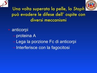 Una volta superata la pelle, lo  Staph  può evadere le difese dell’ ospite con diversi meccanismi anticorpi proteina A Lega la porzione Fc di anticorpi Interferisce con la fagocitosi 