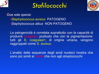 Stafilococchi Due sole specie: Staphylococcus aureus   PATOGENO Staphylococcus albus  NON   PATOGENO La patogenicità è correlata soprattutto con la capacità di produrre  coagulasi  piuttosto che con la pigmentazione: tutti gli  S. coagulasi+,  di origine umana, vengono raggruppati come  S. aureus . L’analisi delle sequenze degli acidi nucleici mostra che sono più simili ai  bacilli  che non agli streptococchi 