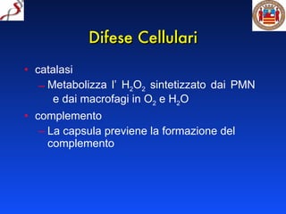 Difese Cellulari catalasi Metabolizza l’ H 2 O 2  sintetizzato dai PMN e dai macrofagi in O 2  e H 2 O complemento La capsula previene la formazione del complemento 