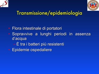 Transmissione/epidemiologia Flora intestinale di portatori Sopravvive a lunghi periodi in assenza d’acqua È tra i batteri più resistenti Epidemie ospedaliere 