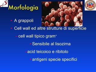 Morfologia A grappoli Cell wall ed altre strutture di superficie cell wall tipico gram + Sensibile al lisozima acid teicoico e ribitolo antigeni specie specifici 