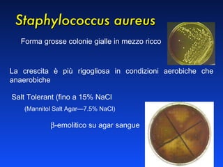 La crescita è più rigogliosa in condizioni aerobiche che anaerobiche Staphylococcus aureus Forma grosse colonie gialle in mezzo ricco Salt Tolerant (fino a 15% NaCl (Mannitol Salt Agar—7.5% NaCl)  -emolitico su agar sangue 