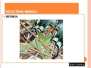 SELECTING IMAGES DETAILS: 