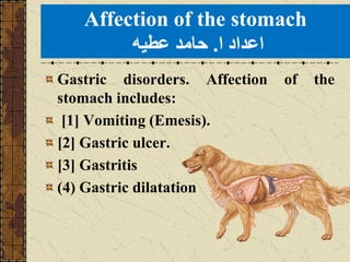 Can Dogs Get Stomach Ulcers