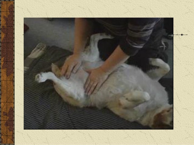 Affections Of Stomach In Pet Animals