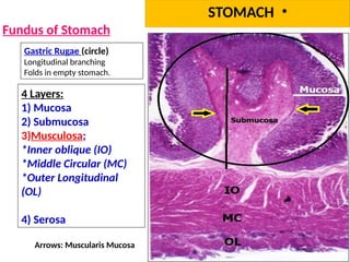 3-Stomach & GOJ_012714.pptx1122334455667 | PPTX