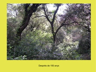 Després de 150 anys
 