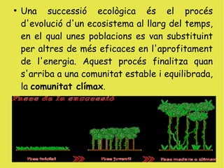 ●
    Una successió ecològica és el procés
    d'evolució d'un ecosistema al llarg del temps,
    en el qual unes poblacions es van substituint
    per altres de més eficaces en l'aprofitament
    de l'energia. Aquest procés finalitza quan
    s'arriba a una comunitat estable i equilibrada,
    la comunitat clímax.
 