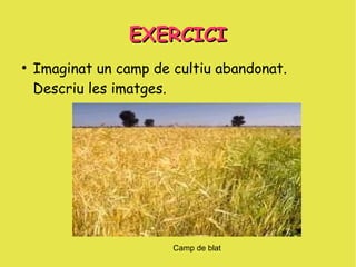EXERCICI
●
    Imaginat un camp de cultiu abandonat.
    Descriu les imatges.




                        Camp de blat
 