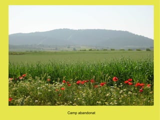 Camp abandonat
 